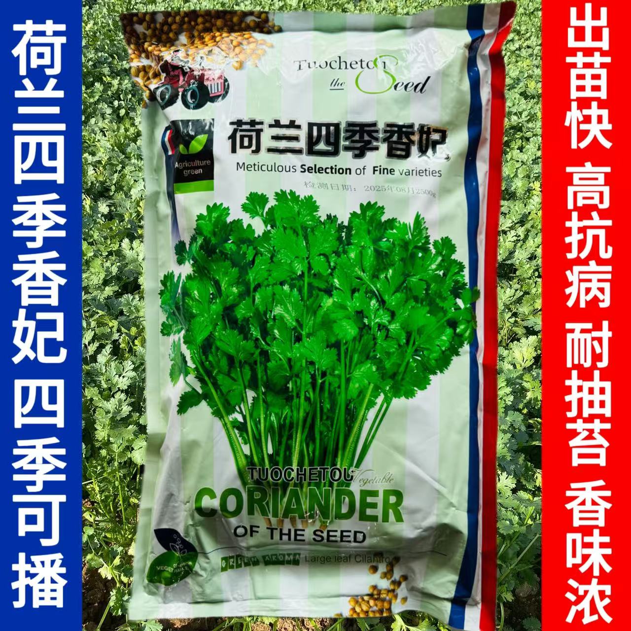荷兰四季香妃香菜种子四季耐抽薹大油叶芫荽种籽大田速生蔬菜香菜
