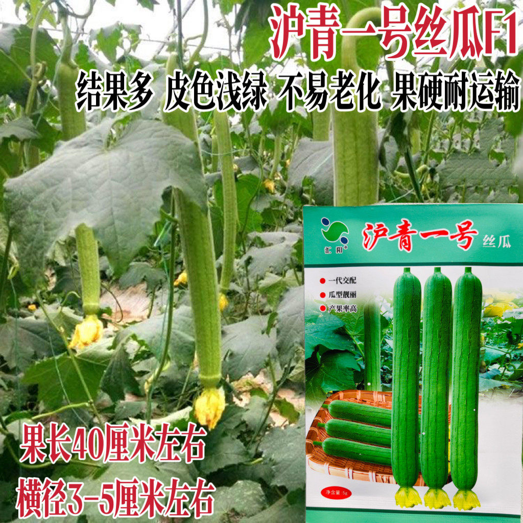 沪青一号丝瓜种子早熟长丝瓜种籽节节有瓜微皱转批快蔬菜种籽孑