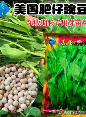 美国肥仔豌豆苗早熟高产口感脆嫩
