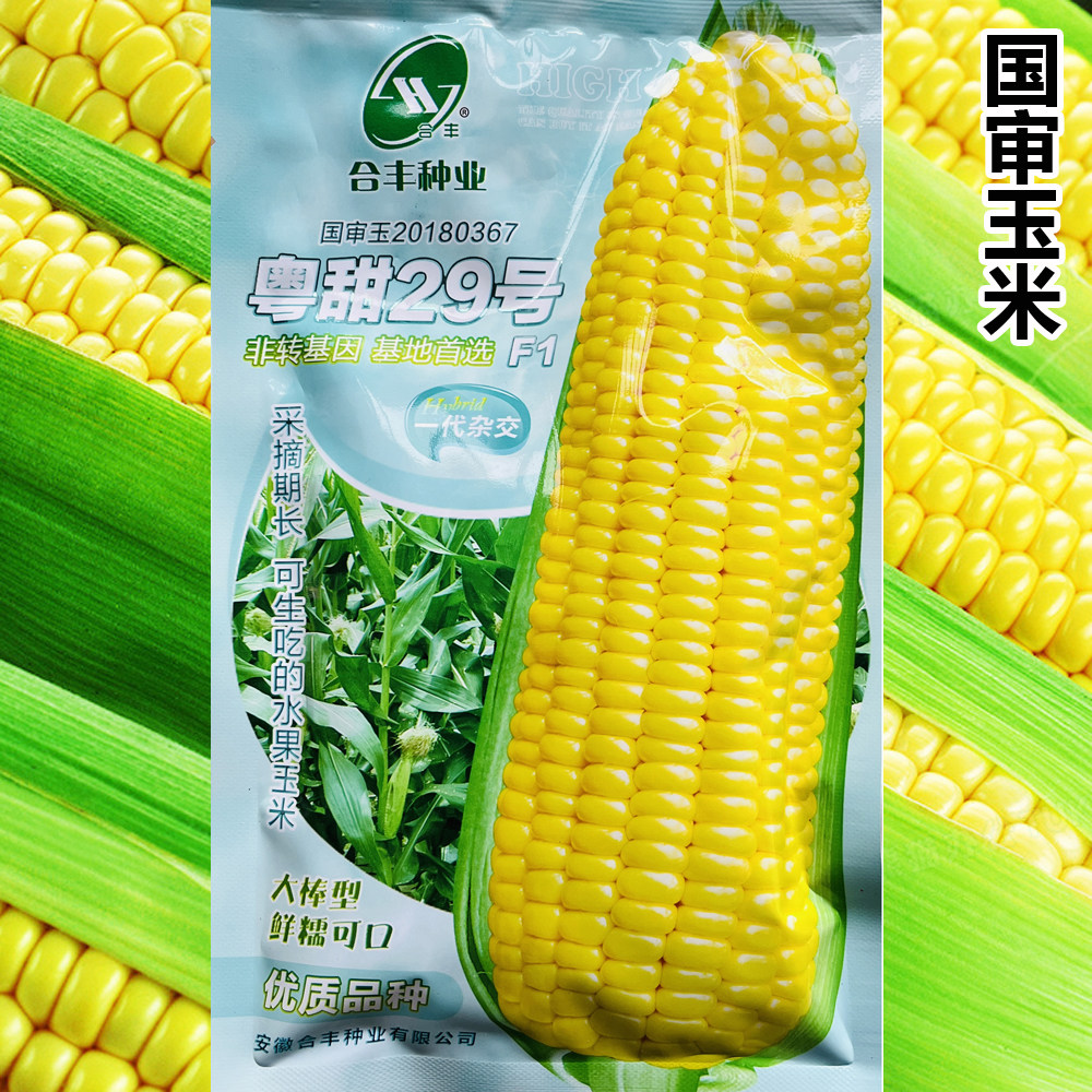 粤甜29号水果玉米种子早熟高产超甜生吃特大玉米种籽四季蔬菜种孑
