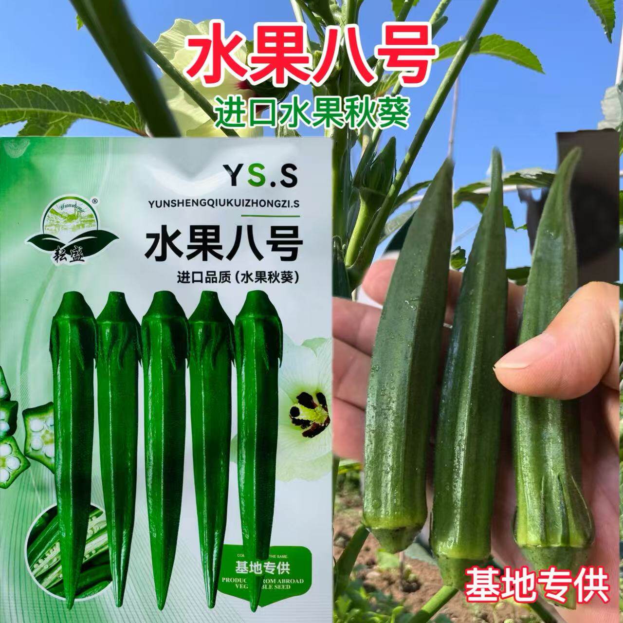 水果八号秋葵种籽早油绿油亮熟进口品质秋葵种籽整齐度好基地专供