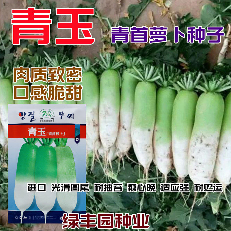 青玉青首萝卜种子青萝卜沙窝萝卜种籽不糠心脆甜皮薄肉厚蔬菜种子,鲜花速递/花卉仿真/绿植园艺,家庭园艺种子,淘宝优惠券,粉丝福利购,淘宝优惠卷