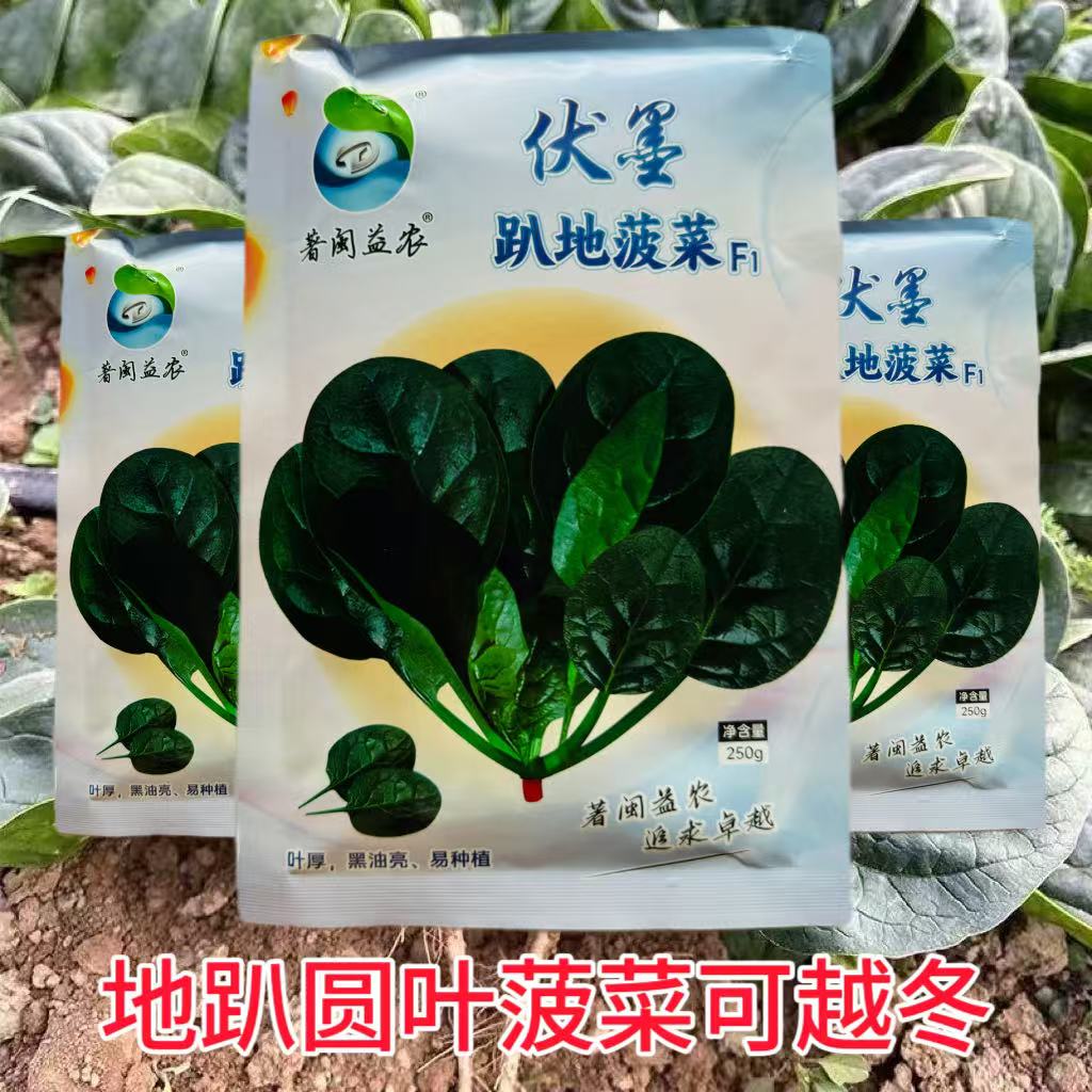 伏墨趴地菠菜种子中熟地趴圆叶菠菜种籽叶片肥厚高产耐低温耐老化