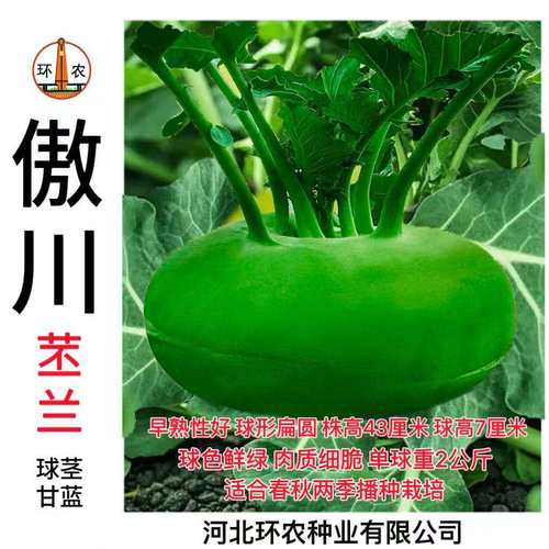 环农傲川苤蓝种子三系杂交早熟春秋青苤蓝种籽芥菜疙瘩芥蓝大头菜