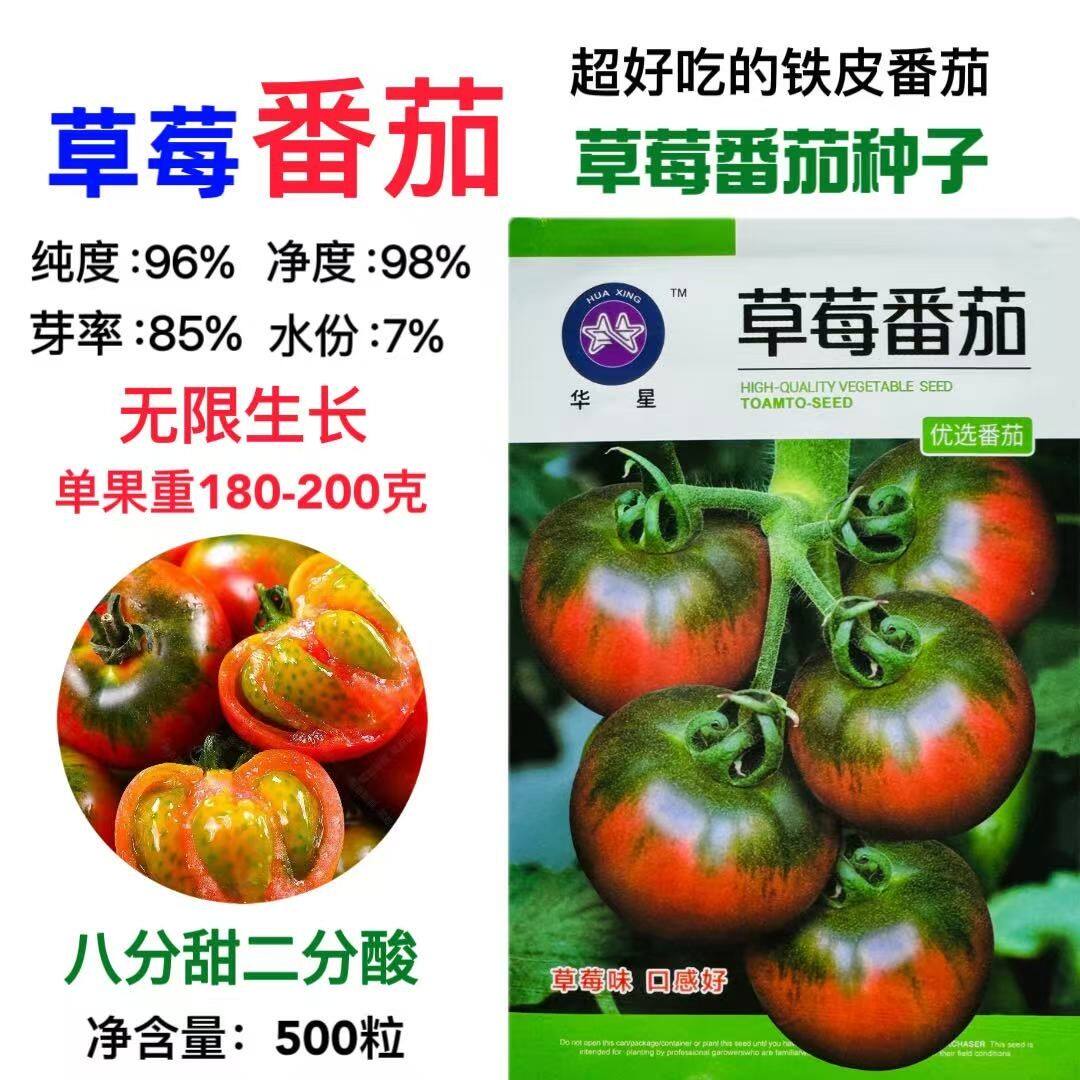 水果草莓番茄种子超甜抗病美观