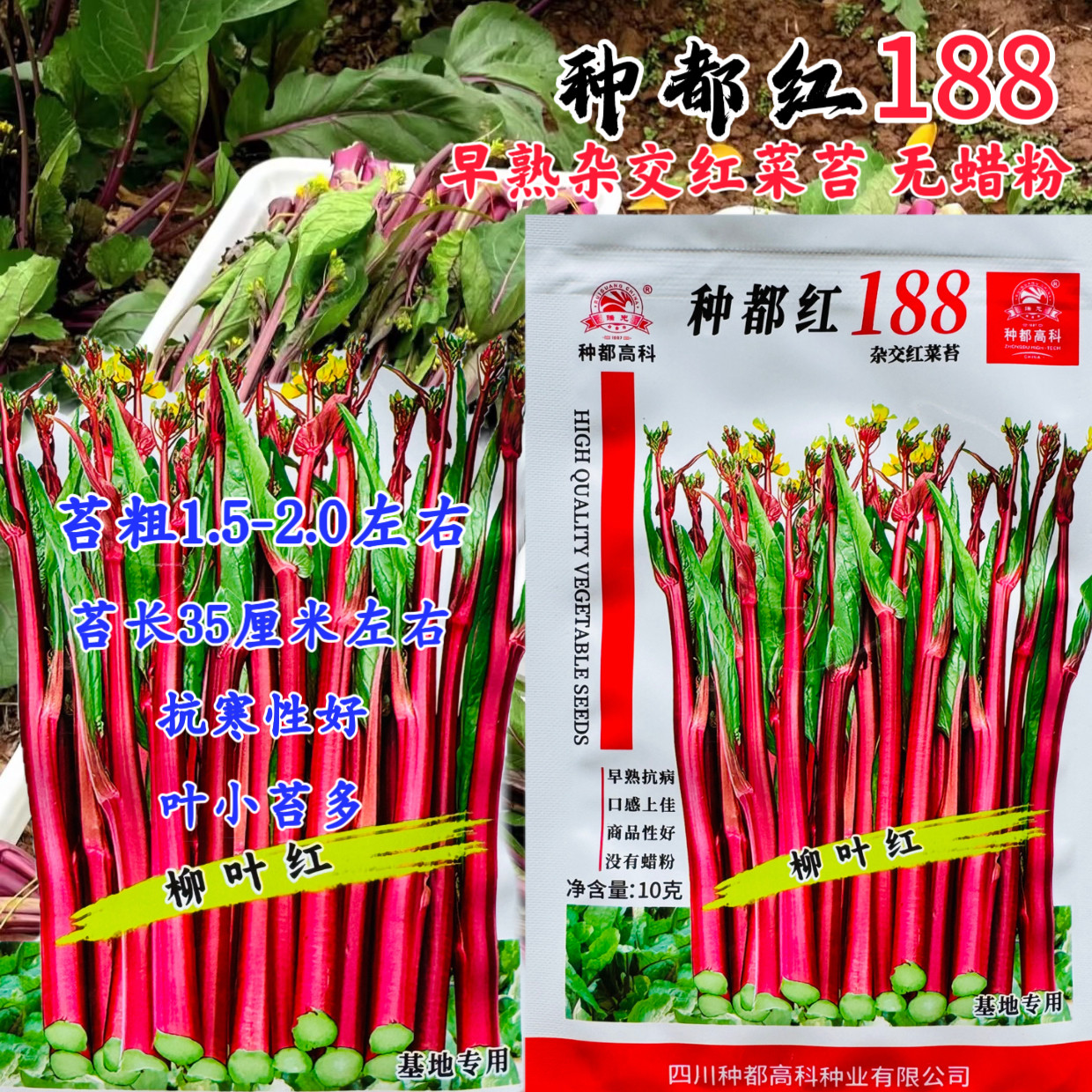 种都红188 杂交红菜苔种子 无蜡粉柳叶红菜心早熟耐寒紫红油菜