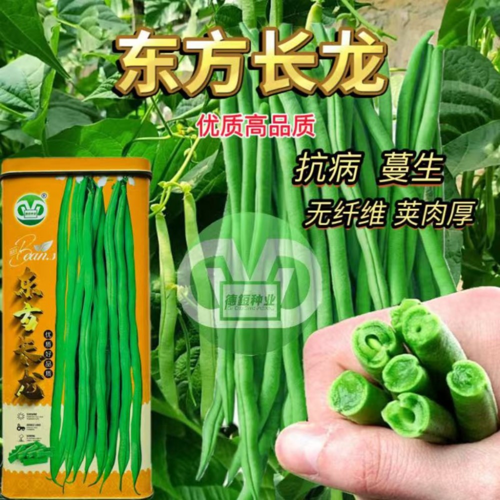东方长龙无筋架豆种子春秋播豆角种籽无纤维早熟丰产抗热四季豆籽