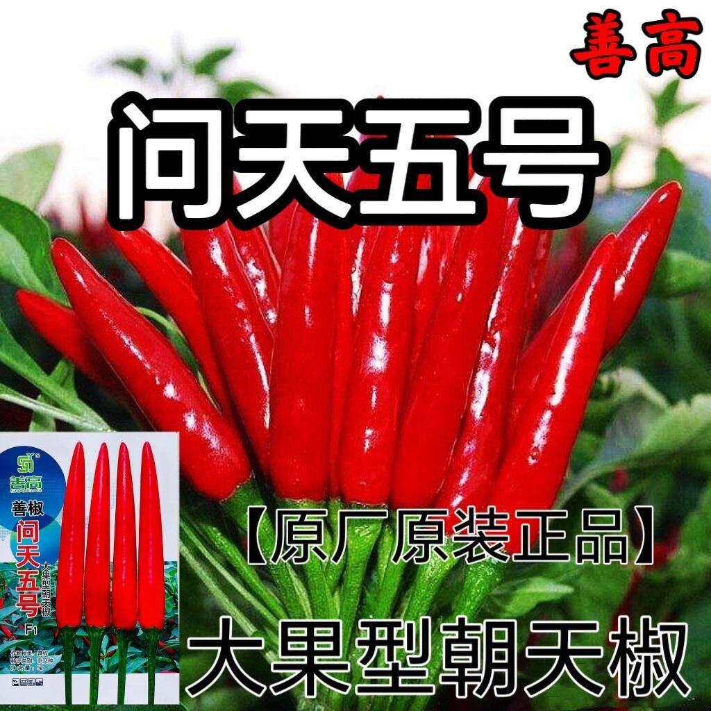善椒问天五号辣椒种子中熟大果型朝天椒种籽辣味香浓青红两用春秋