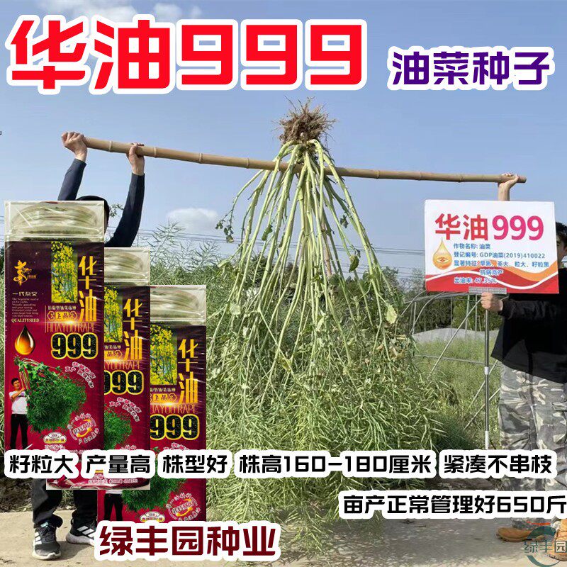 华油999油菜籽早熟高产抗病抗倒