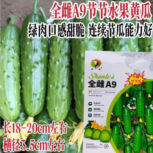 全雌A9节节黄瓜种子农家春秋播水果黄瓜种籽早熟绿肉口感甜脆种孑
