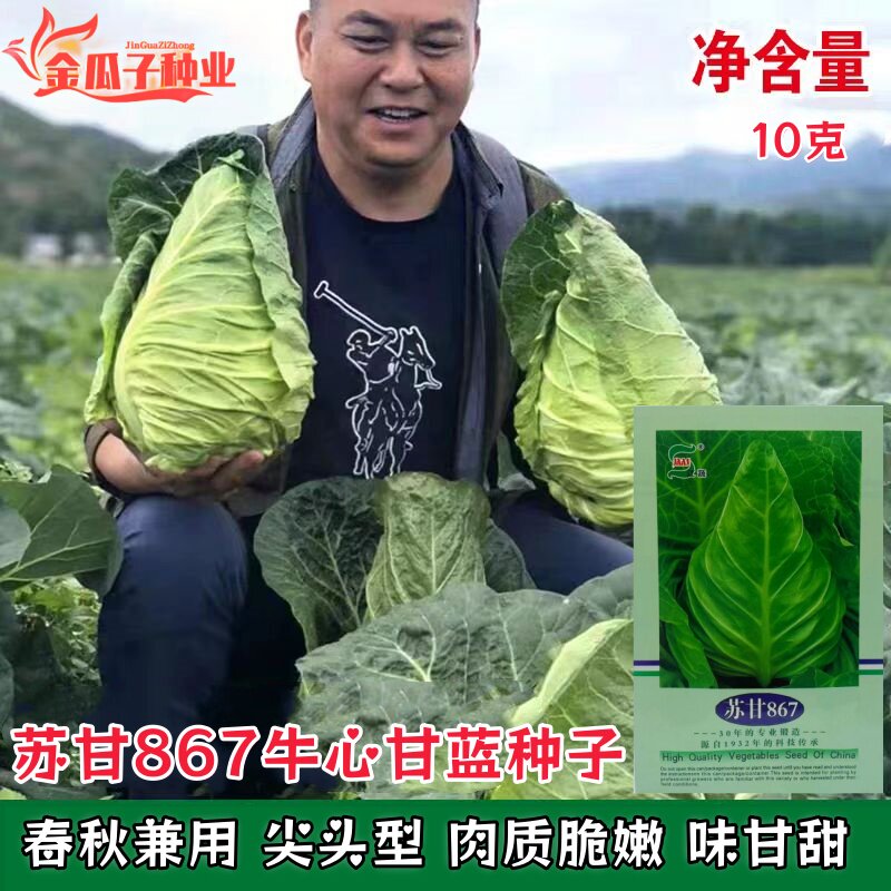苏甘867牛心甘蓝种子春秋兼用尖头型包菜菜种脆嫩甘甜包心菜种籽