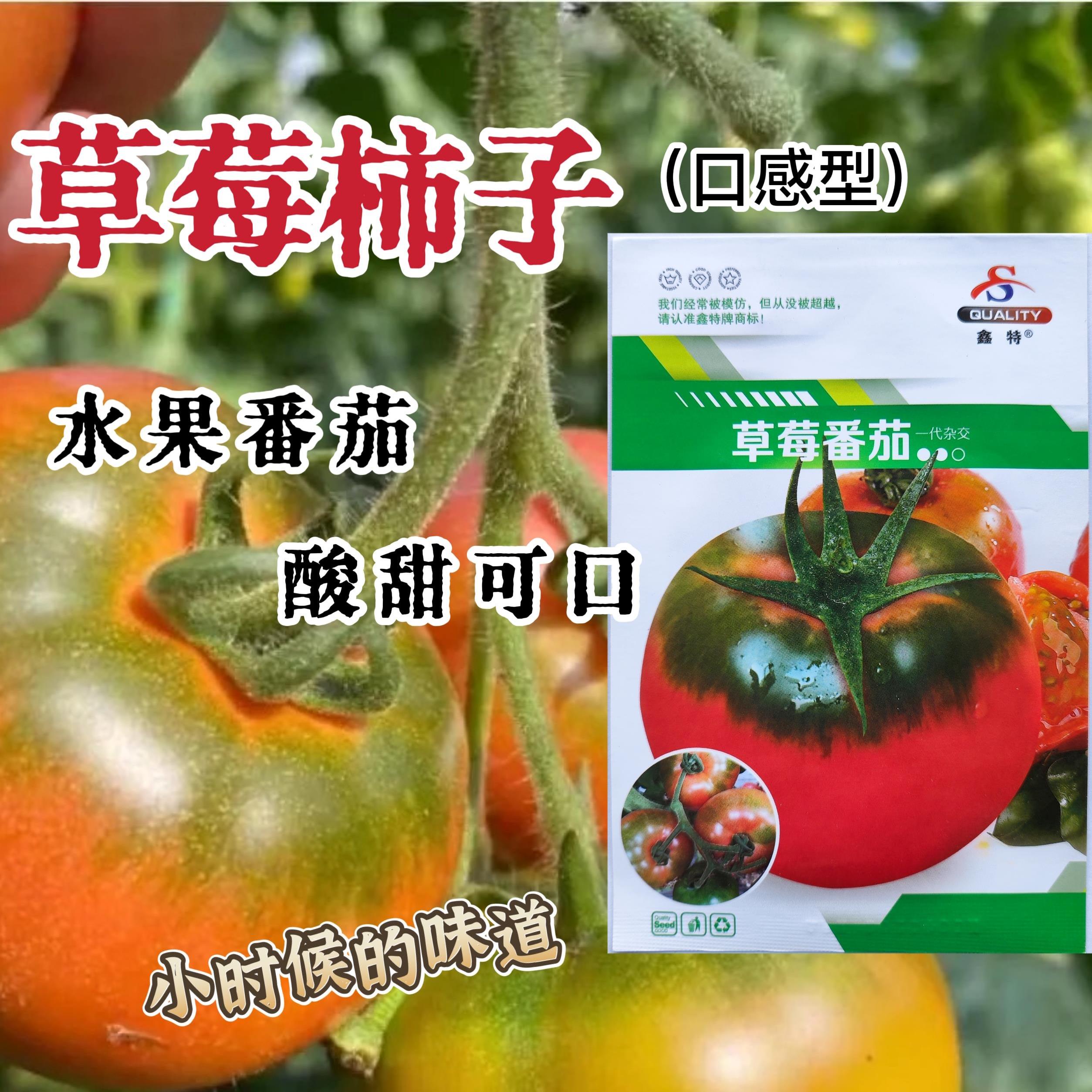 草莓番茄种子水果东北铁