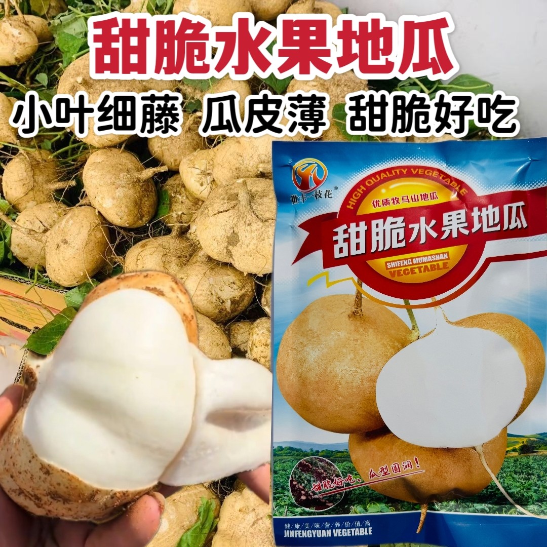 甜脆水果地瓜种子优质牧马山地瓜种籽香甜可口嫩脆化渣凉薯种籽