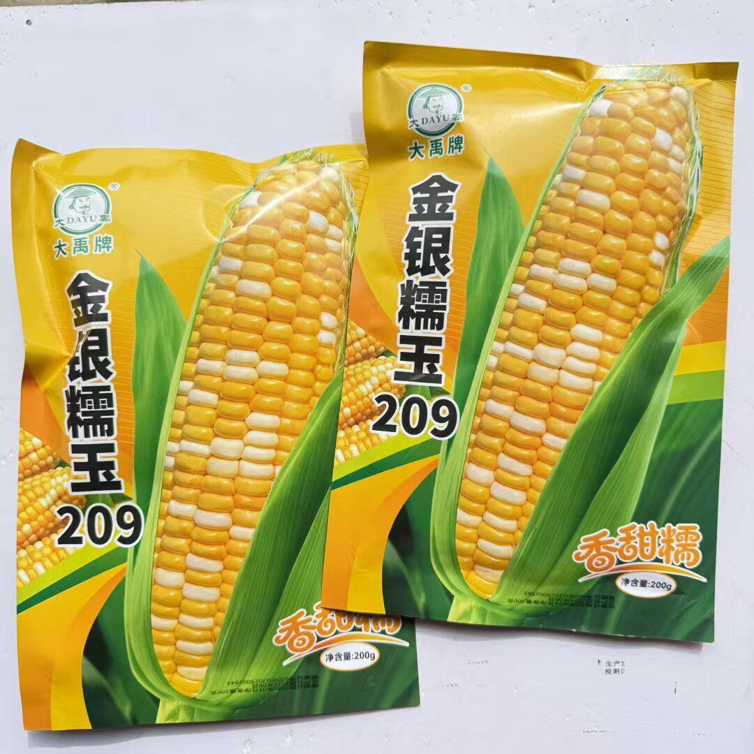 大禹金银糯玉209双色香甜糯玉米种子苞叶绿不秃尖软糯无渣春季播