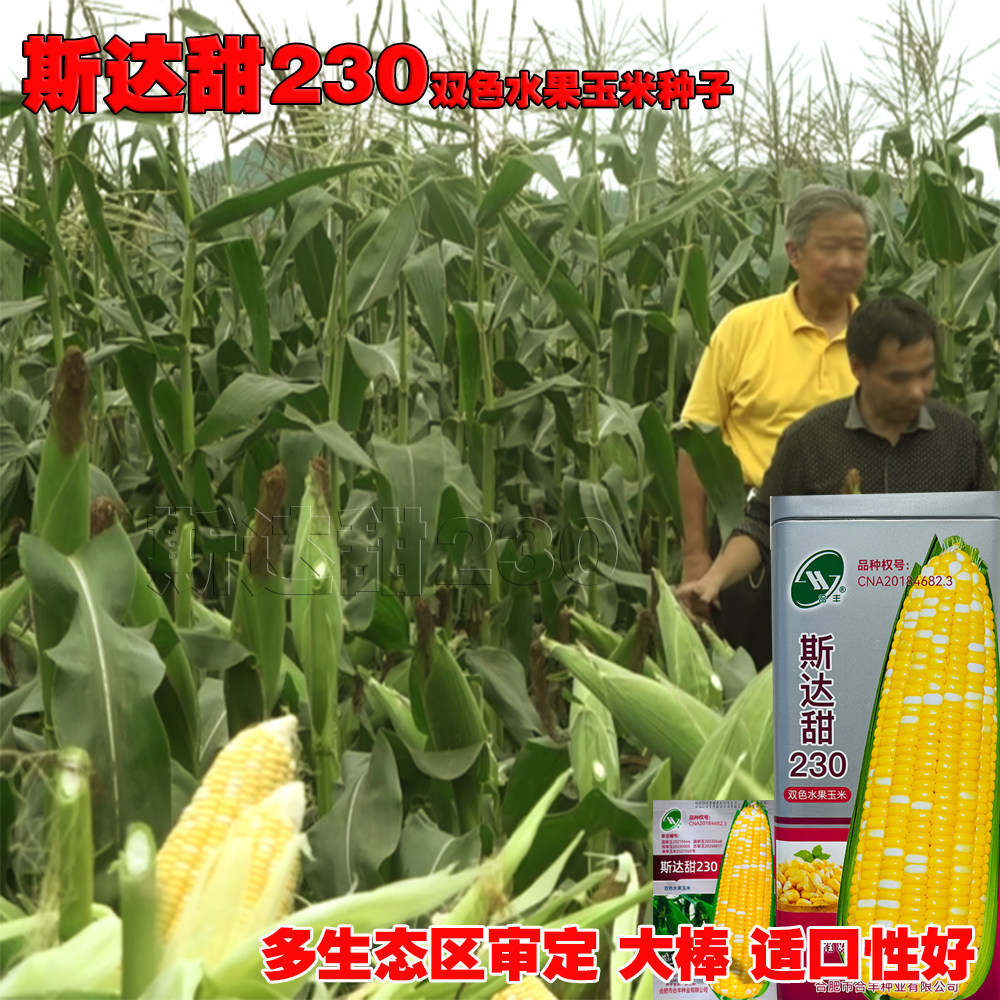 斯达甜230双色水果玉米种