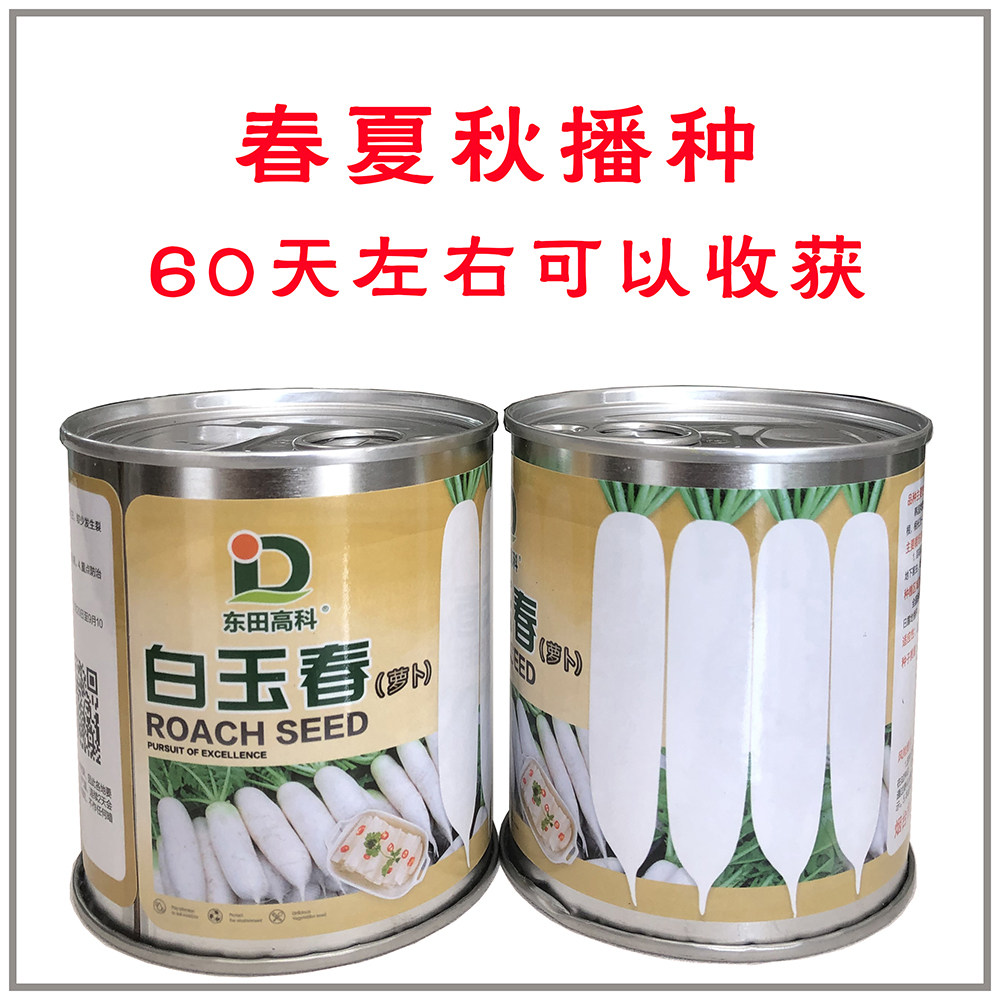 白玉春萝卜种子高产籽抗