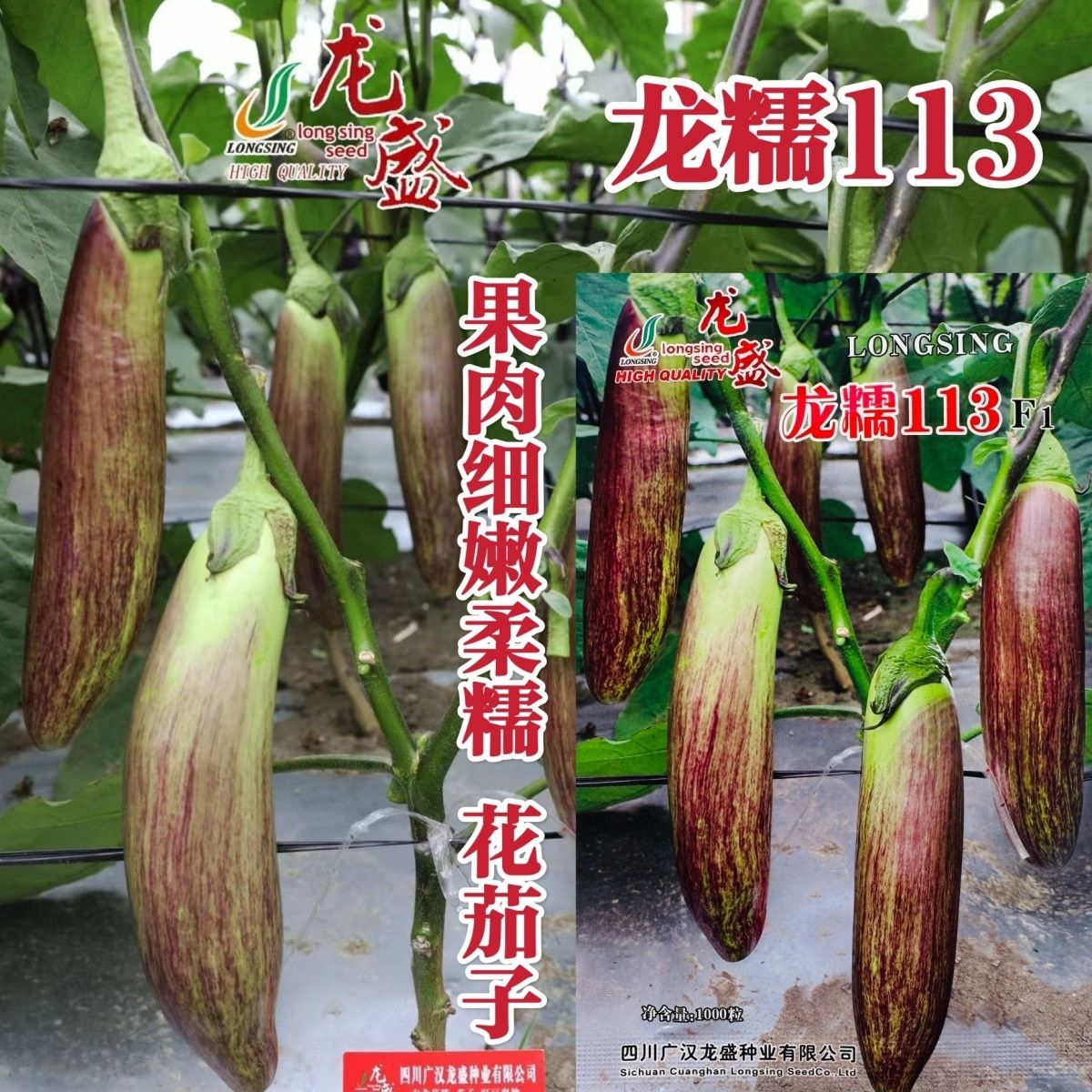 龙糯113花茄子种子中熟竹