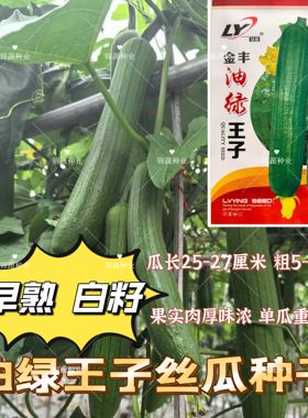 油绿王子丝瓜种子早熟白籽圆筒形油绿香丝瓜种籽肉厚味浓丝瓜种孑