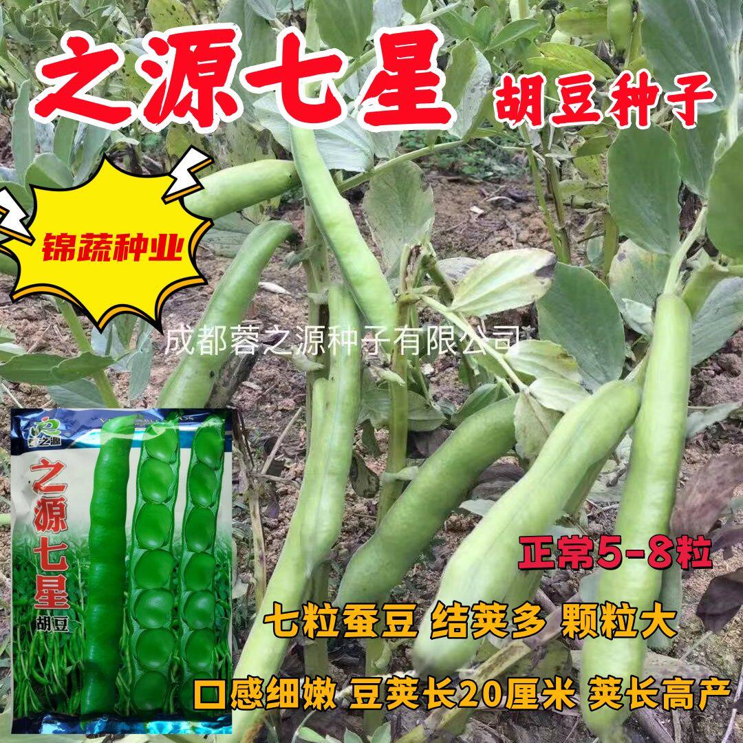 之源七星胡豆种子农家秋