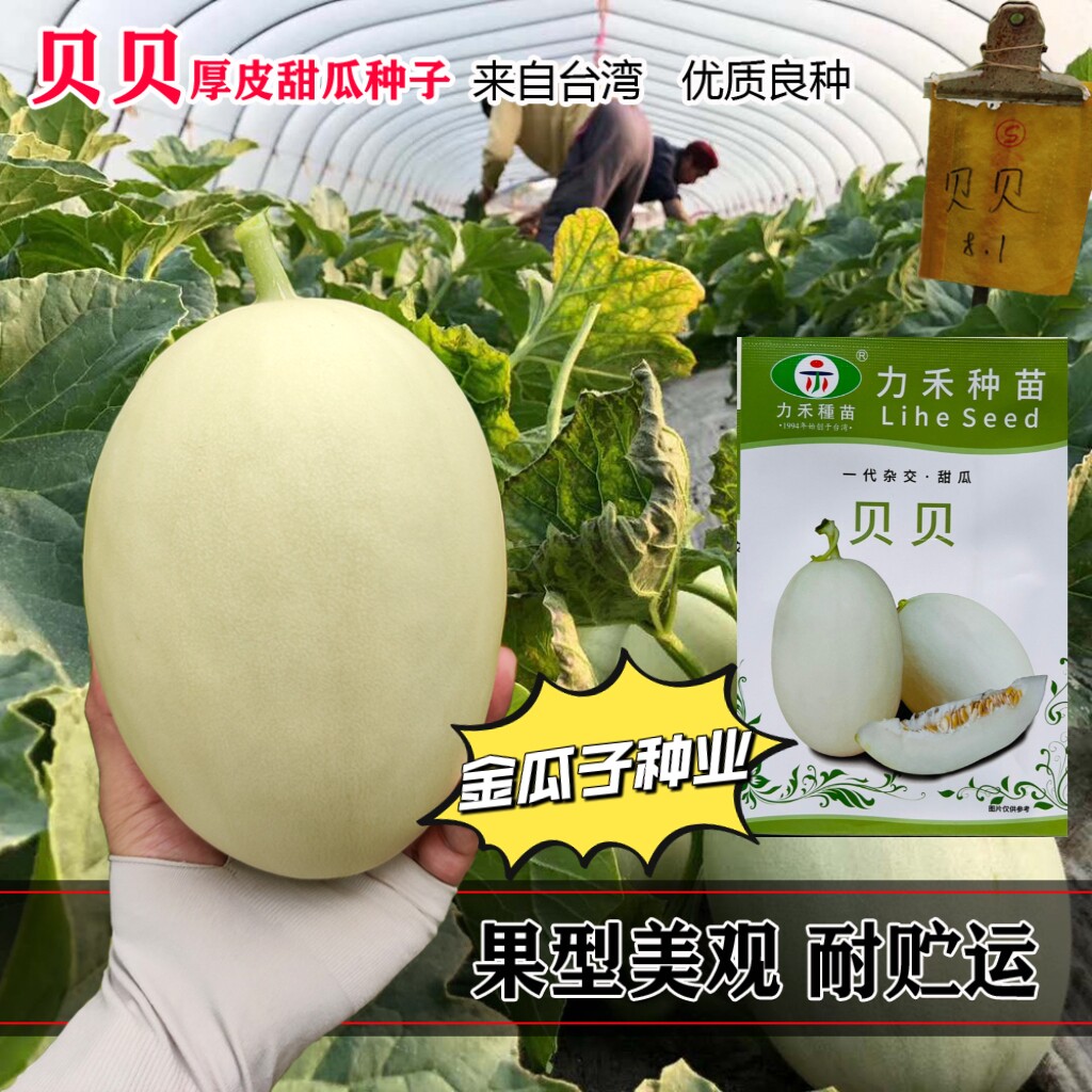 贝贝甜瓜种子一代杂交厚