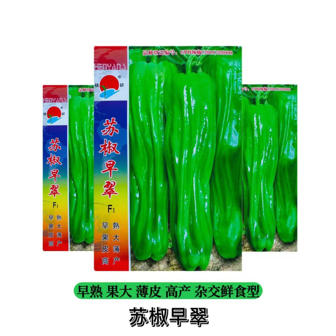 苏椒早翠辣椒种子杂交早