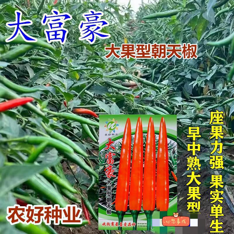 辣椒种子大富豪朝天椒种子特大果耐热泰国进口辣朝天椒种子指天椒