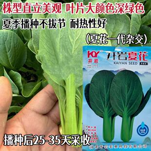 开岩夏花青梗菜种子杂交一代大叶深绿叶叶柄翠绿耐热不易拔节青菜