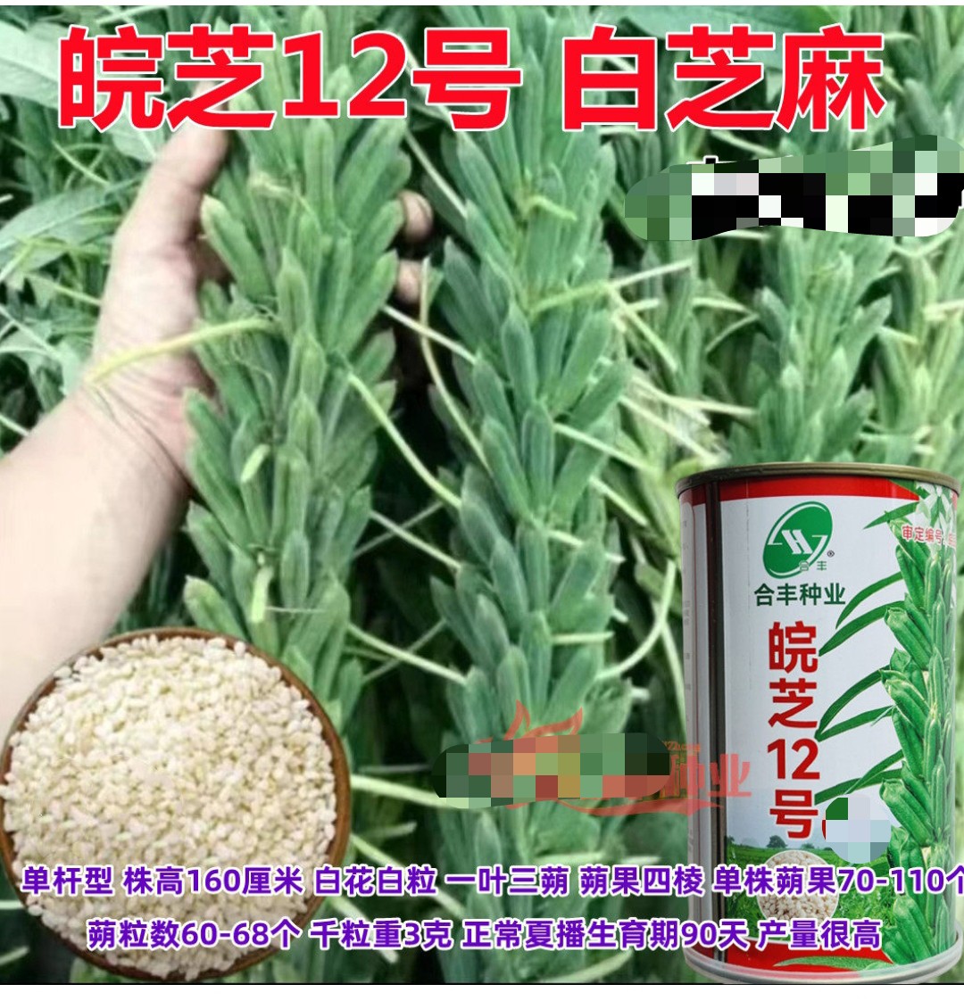 合丰种业皖芝12号白芝麻种子大田夏季播抗旱四棱芝麻种籽高油芝麻图片