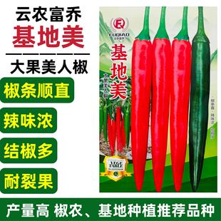 新品种基地美大果美人椒种子红尖椒种子耐裂海花红辣椒种籽产量高