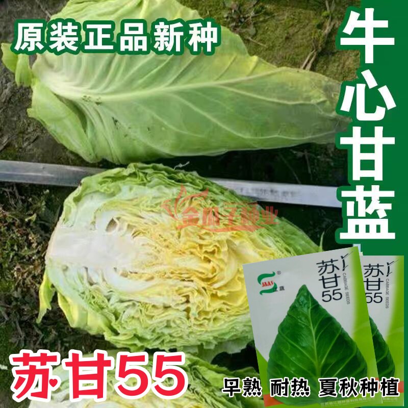 江蔬苏甘55甘蓝种子夏秋牛心甘蓝高扁球包菜耐热春夏秋甘蓝种孑