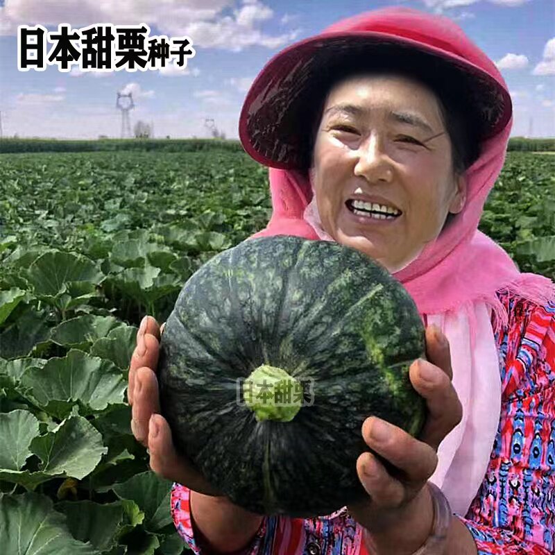 正品日本甜栗南瓜种子板栗味扁圆形高产耐贮运粉糯香甜南瓜种籽