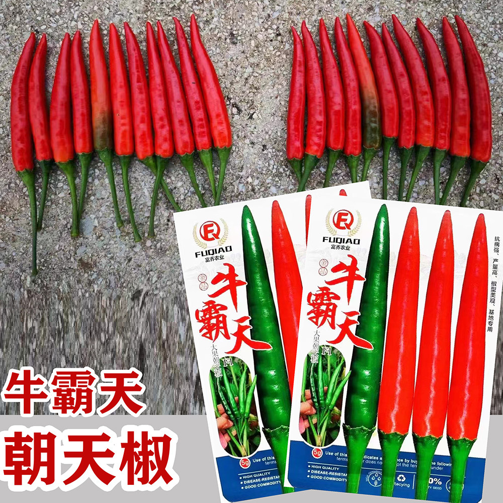 牛霸天朝天椒种子大果型