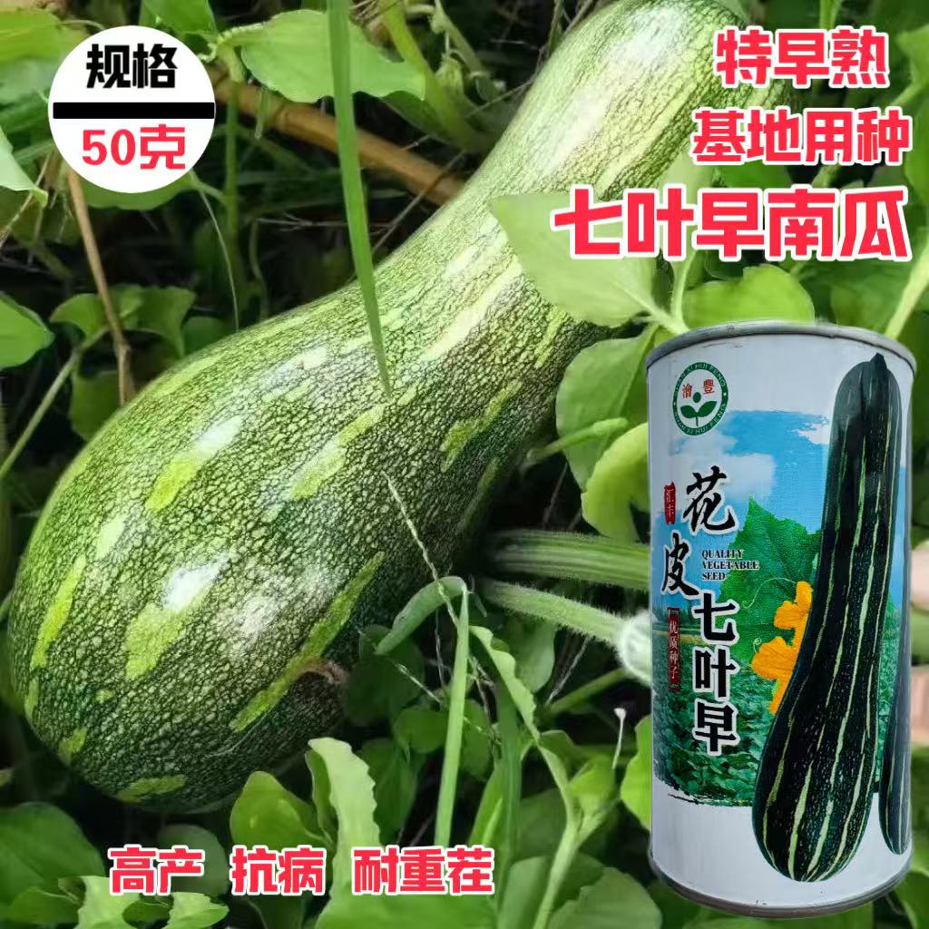 花皮七叶早南瓜种子早熟高产农家大田黑皮南瓜种子味甜微面南瓜籽