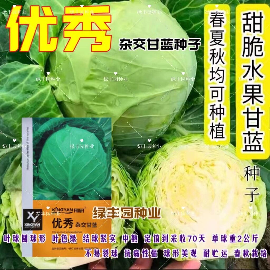 优秀甘蓝种子圆球形抗病结球紧