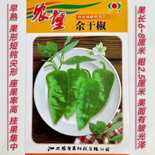 农望余干椒种子薄皮脆嫩高产香辣余干椒早熟皮薄质脆辣椒种子脆爽