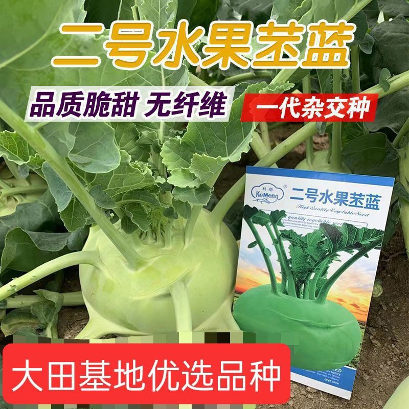 二号苤蓝种子早熟高产天