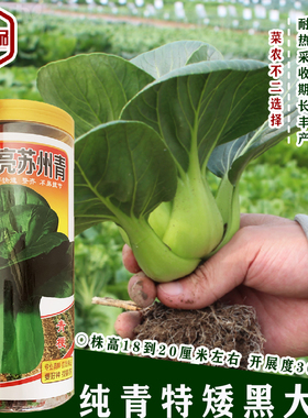 赣农油亮苏州青青菜种子叶柄青绿色短柄宽厚耐热耐寒四季可种种籽