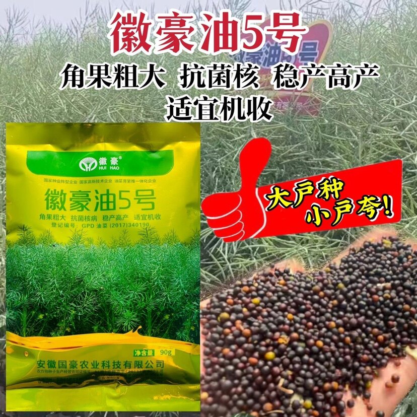 国审油菜种籽徽豪油5号油菜籽种子矮杆大籽粒果粗大油菜籽出油多