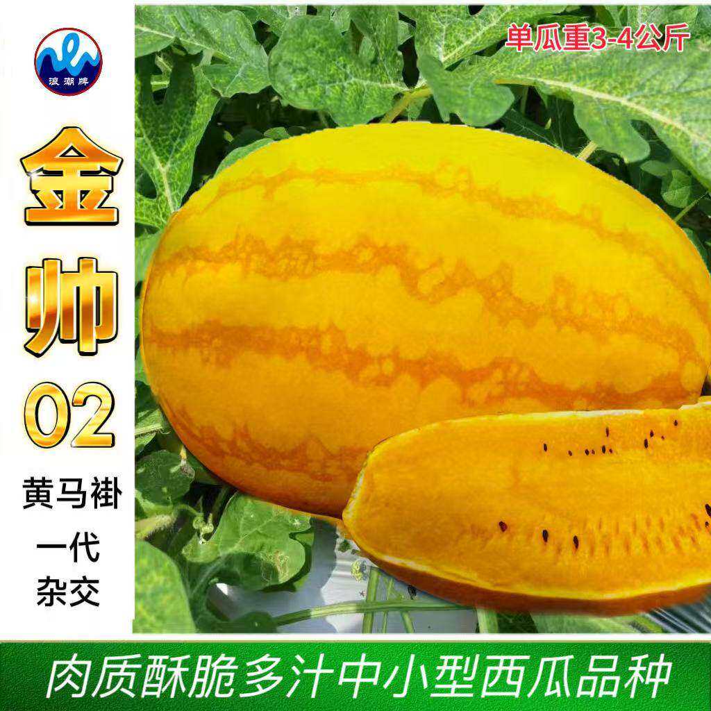 浪潮金帅02黄马褂西瓜种子黄皮黄瓤椭圆形中小型西瓜种籽耐裂抗病