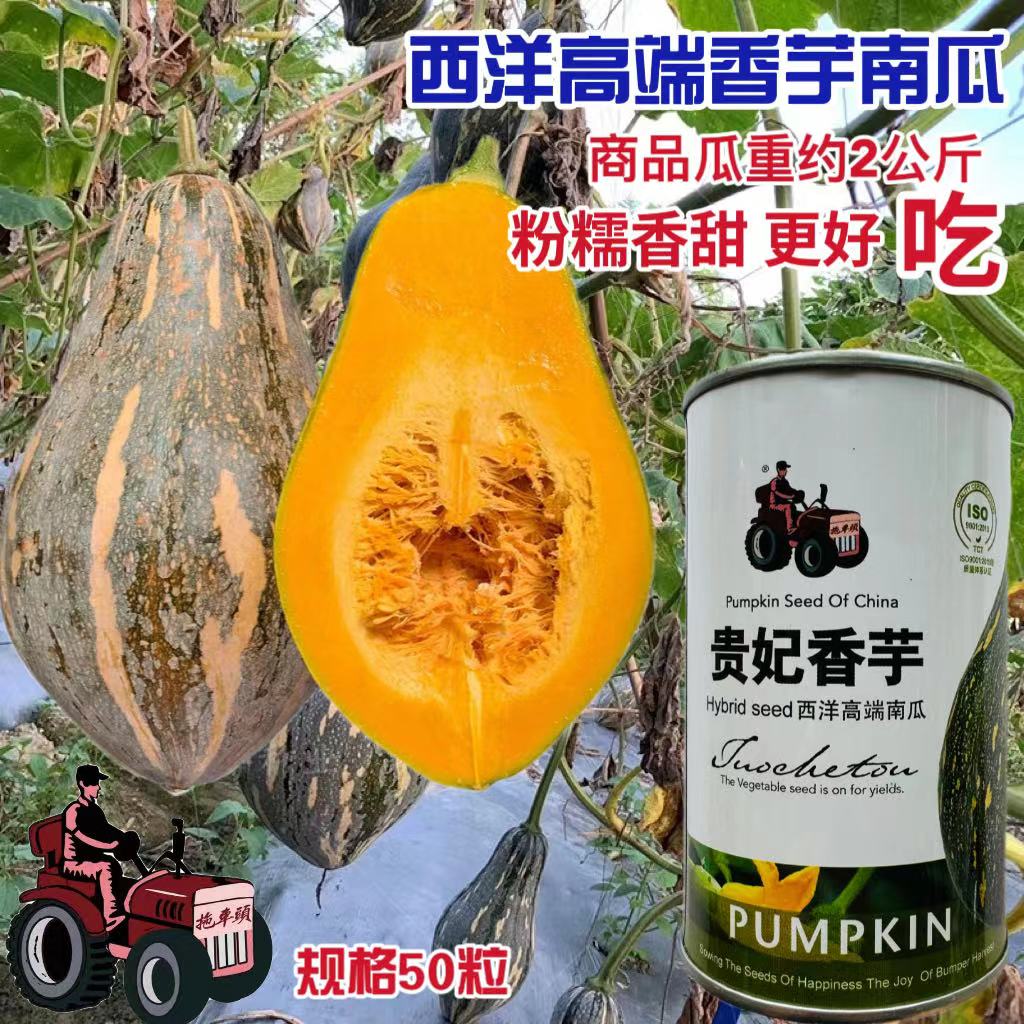贵妃香芋南瓜种籽子香甜软糯香芋味南瓜籽种春秋农家蔬菜种孑种子