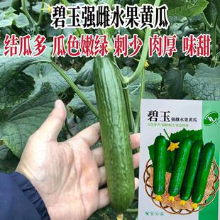 碧玉强雌水果黄瓜种子抗热绿黄瓜种籽无刺迷你小黄瓜种孑蔬菜种子