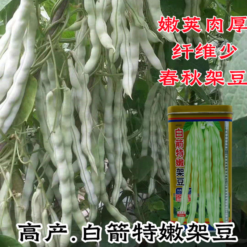 白箭特嫩架豆四季豆种子春秋无筋架豆种子菜豆芸豆种子蔬菜基地