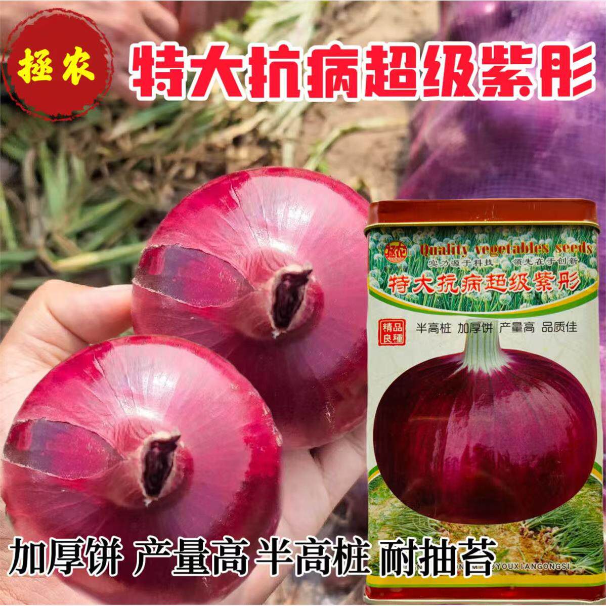 特大抗病紫彤洋葱种孑半
