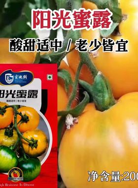 阳光蜜露番茄种子高圆黄色番茄种子新一代无限生长型黄西红柿种子
