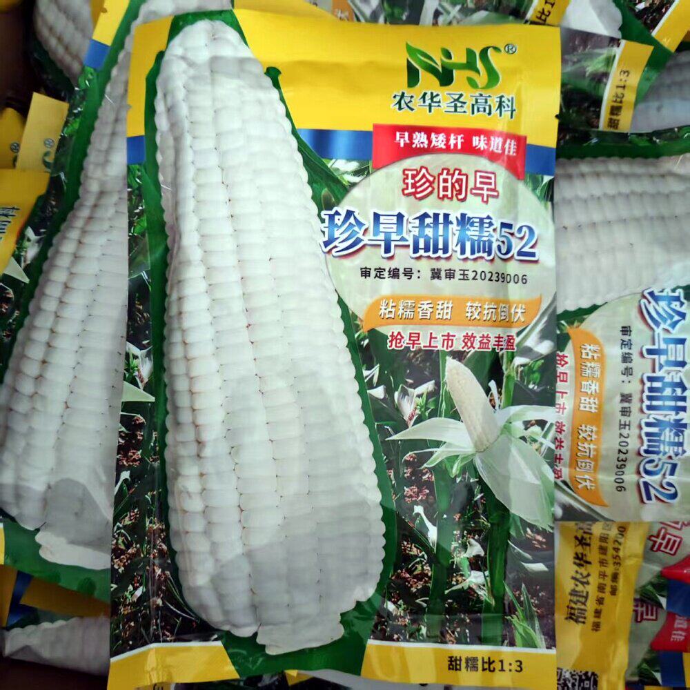 珍的早珍早甜糯52甜加糯玉米种子甜糯1比3白糯玉米种籽春夏季播种