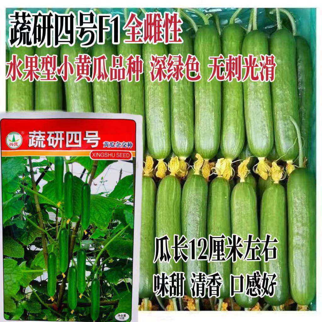蔬研四号荷兰水果黄瓜种籽孑全雌杂交节节有瓜无刺口感好黄瓜种子