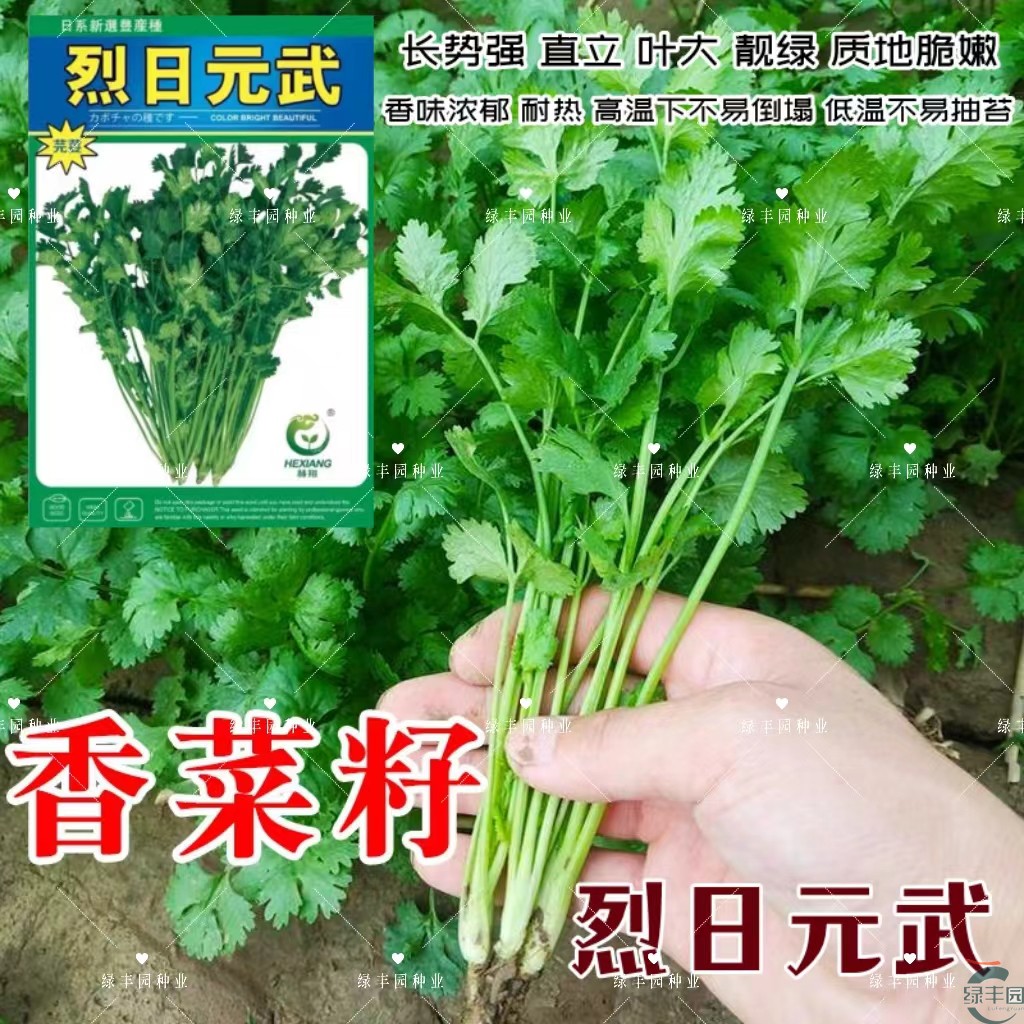 香菜种子大叶直立耐热耐抽苔味香