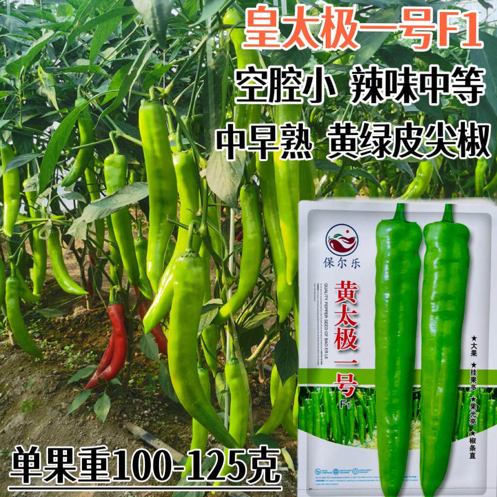 辣椒种子皇太极一号黄皮尖椒种籽中早熟大果辣味中等丰产蔬菜种子