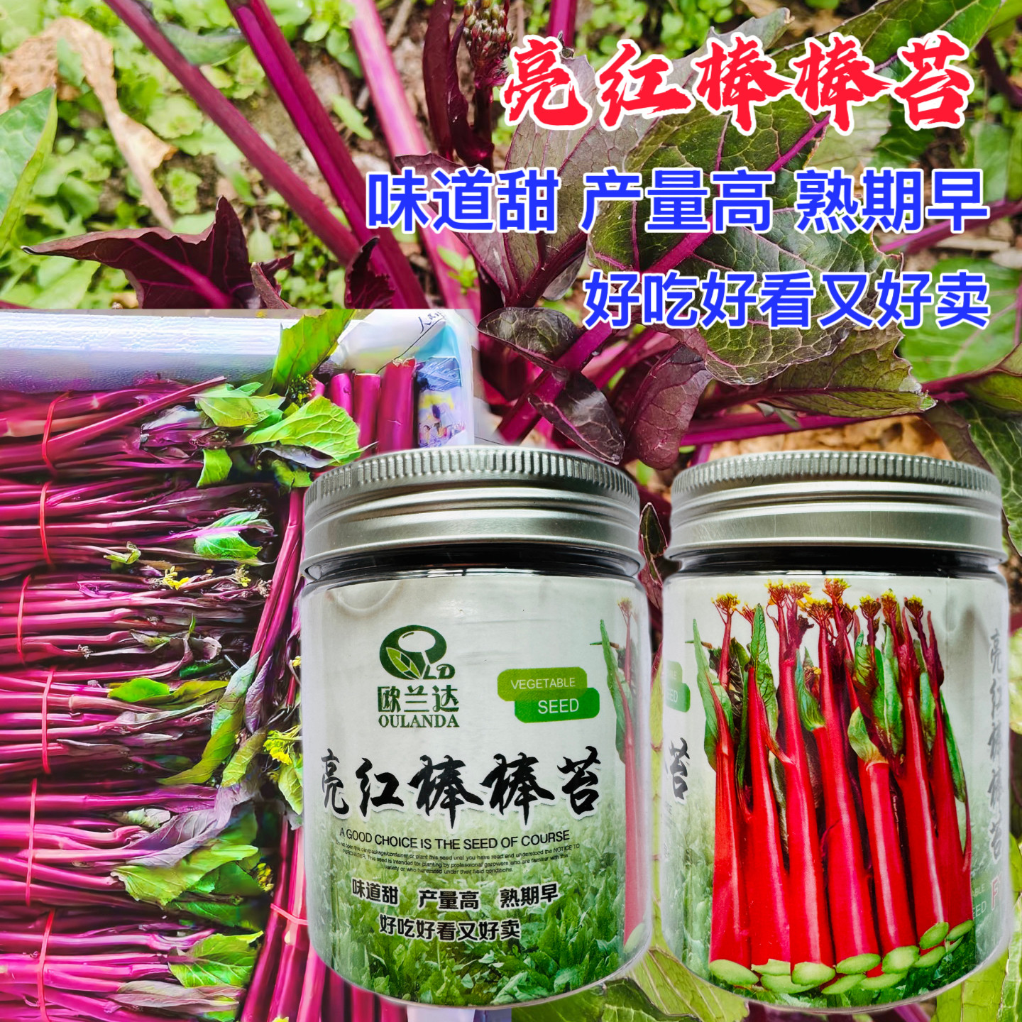 亮红棒棒苔红菜苔油菜味道脆嫩清甜秋季蔬菜种子湖北武汉特产