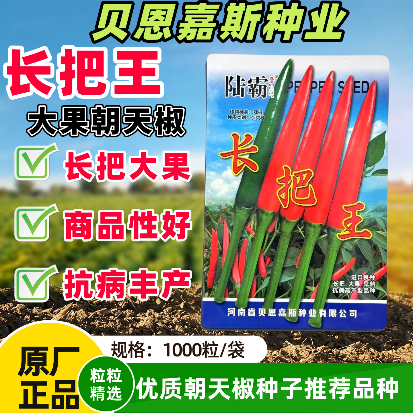长把王大果朝天椒种子硬果抗病中早熟辣椒种籽高抗炭蛆烂果病